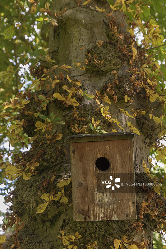 栗树上的鸟巢箱（板栗属），德国梅克伦堡-前波莫瑞州，欧洲图片素材