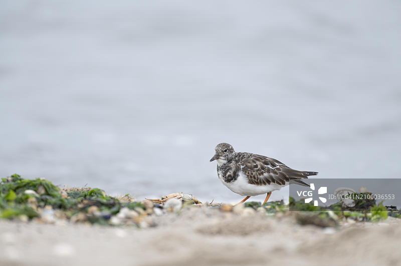 翻石鹬在海滩上觅食图片素材