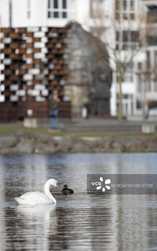 疣鼻天鹅在前景中从左侧游泳，背景模糊的托马斯转炉，纪念碑，钢铁生产，德国多特蒙德凤凰湖图片素材