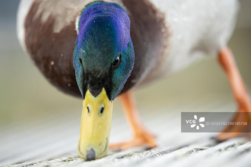 绿头鸭（Anas platyrhynchos）雄性正面特写，在德国鲁尔区哈科特湖的木制天桥上觅食图片素材