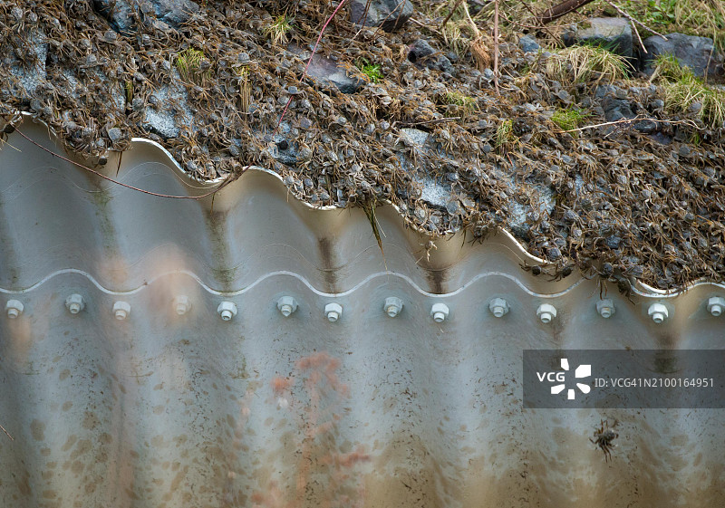 中华绒螯蟹（俗称大闸蟹），入侵物种，幼蟹在格esthacht的易北河拦河坝的涵洞管道上爬行，寻找向上游迁移的通道图片素材