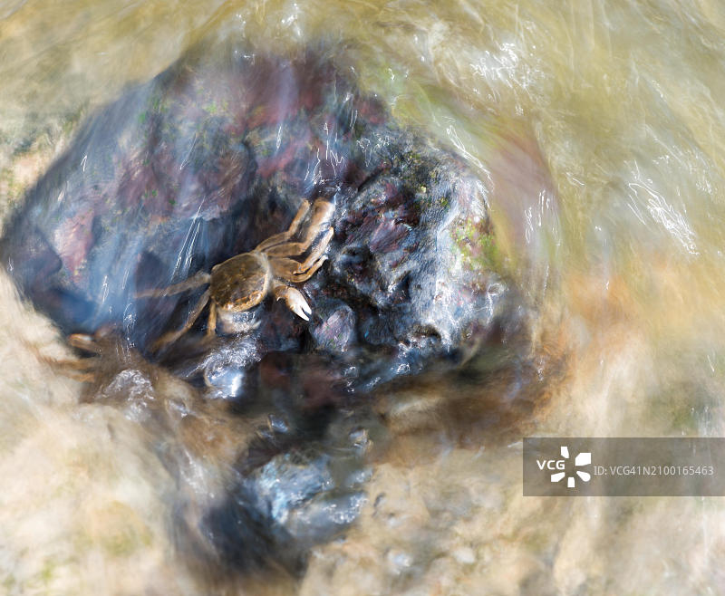 几只中华绒螯蟹幼蟹附着在石头上向上游迁移图片素材