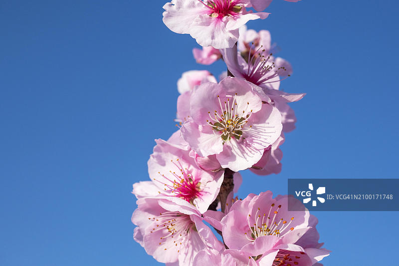 开花的杏树图片素材