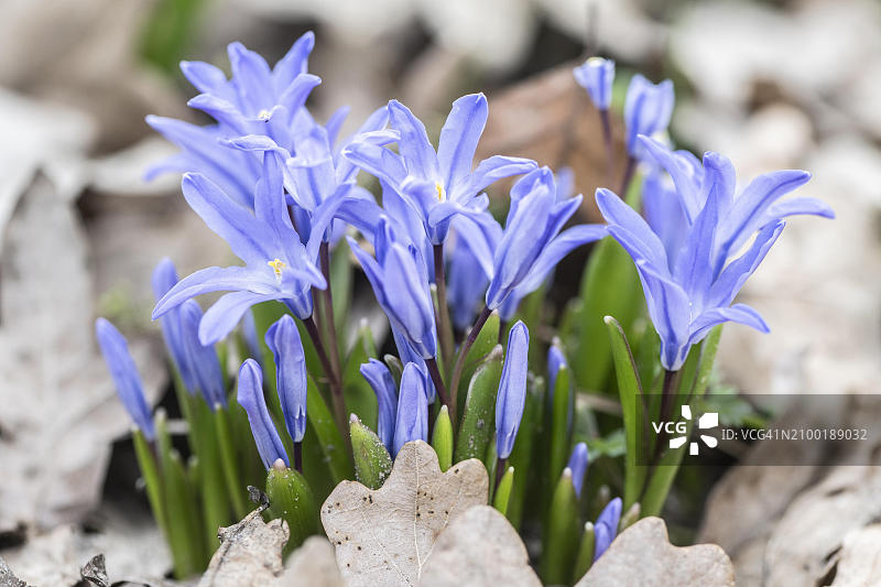 蓝星花，德国下萨克森州埃姆斯兰地区，欧洲图片素材