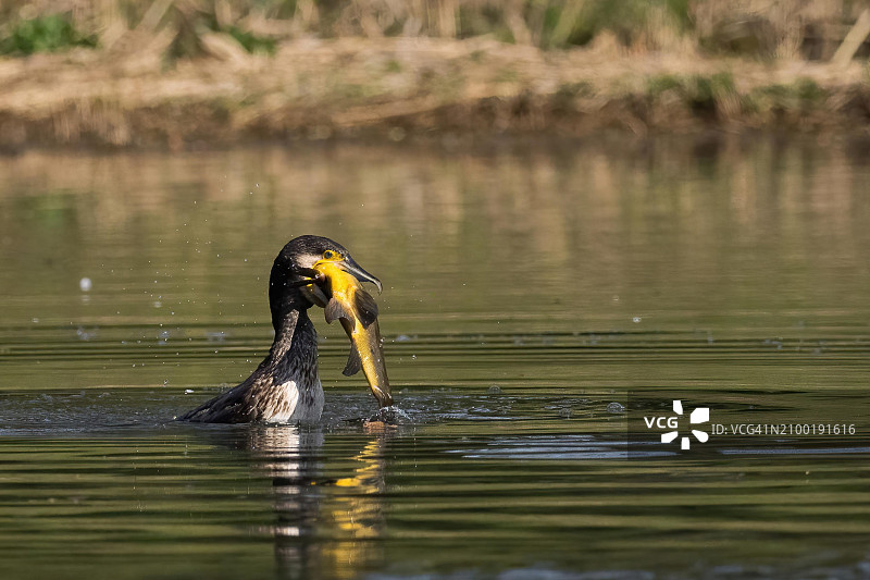 德国黑森州：鸬鹚在水中自豪地拿着刚捕获的丁鱥图片素材