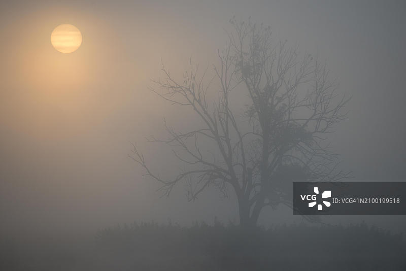 浓雾中的日出，德国北莱茵-威斯特法伦图片素材