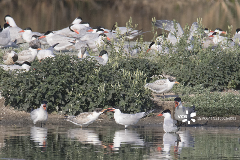 拥挤的鸟类繁殖地中，幼年里海燕在水中吃父母喂的鱼图片素材