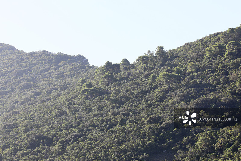 树木茂密的山峰图片素材