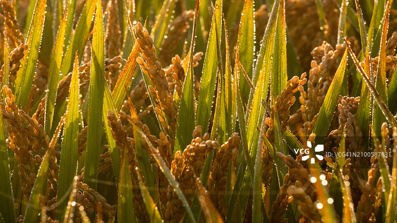 挂满露珠的成熟稻穗图片素材