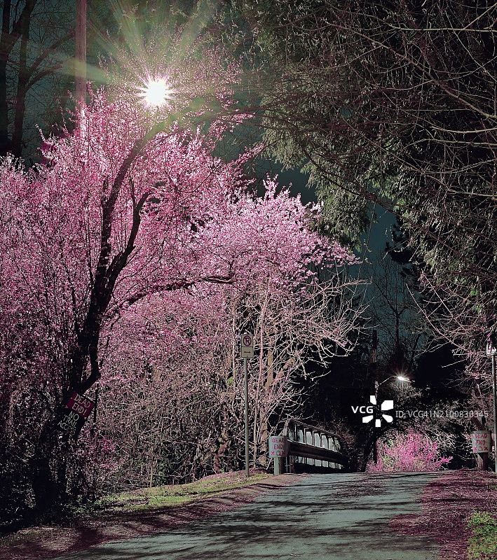 夜间花树图片素材