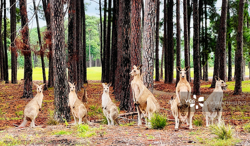 一排东部灰袋鼠图片素材