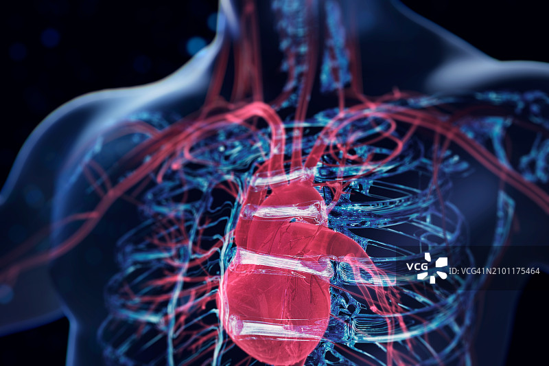 人类的心脏图片素材