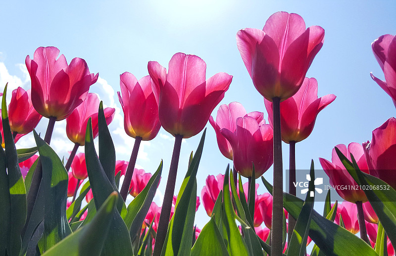 荷兰阳光明媚的郁金香仰视美景图片素材