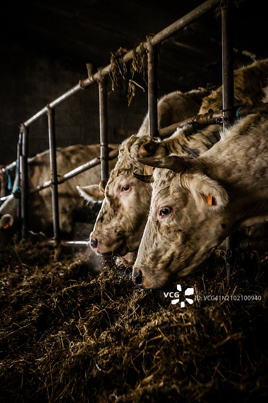 奶牛的晚餐图片素材