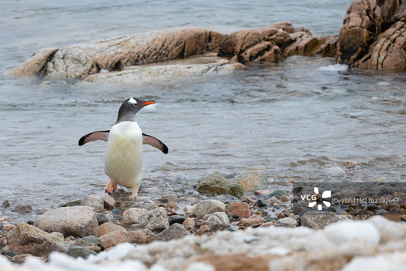从水中出来的巴布亚企鹅图片素材