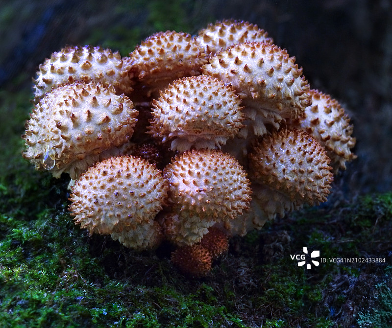 鳞柄菇图片素材