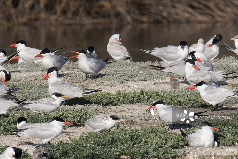 里海燕鸥亲鸟向拥挤的鸟群中幼鸟喂鱼图片素材