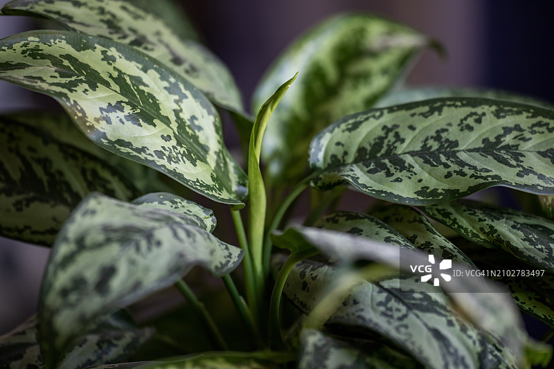 花叶万年青图片素材