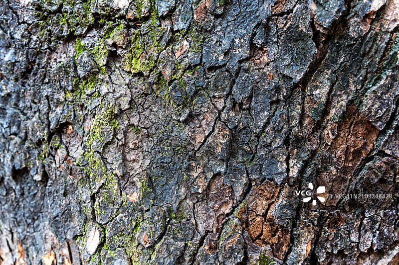 斑驳的树皮图片素材