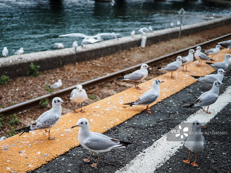 黑头鸥图片素材
