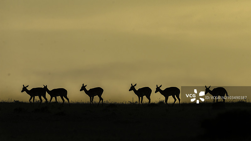 马赛马拉的雌性黑斑羚轮廓图片素材