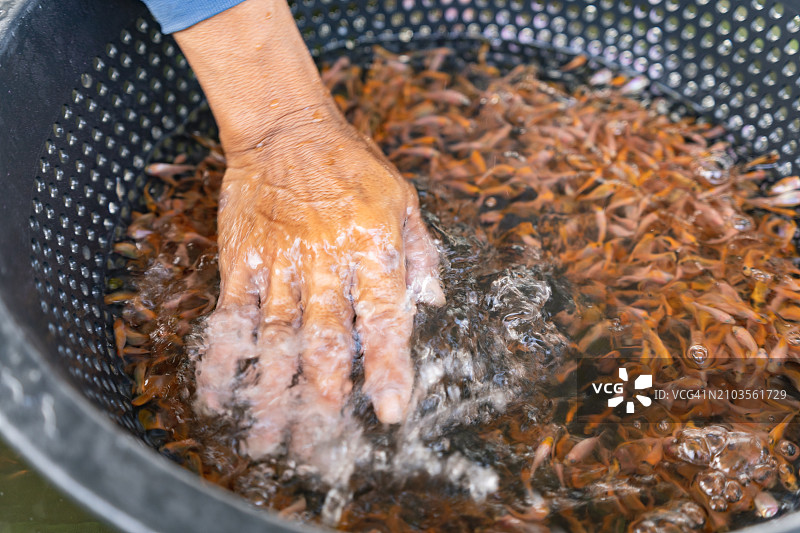 鱼类养殖生态系统图片素材