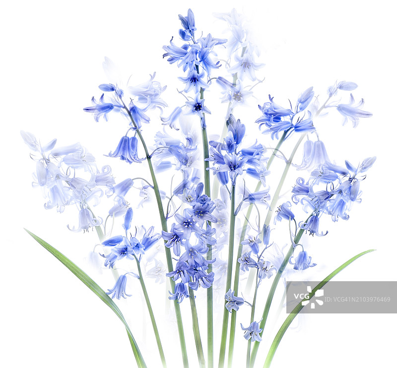 白色背景下美丽盛开的蓝铃花高调摄影棚图像图片素材