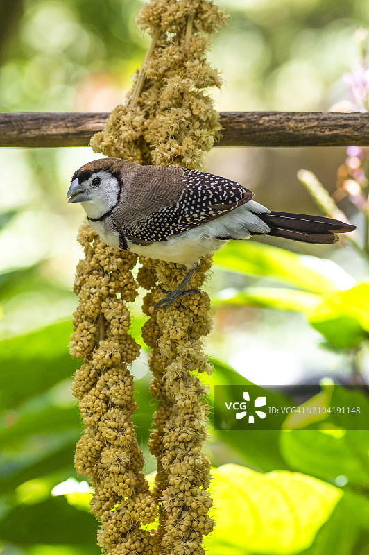 双斑毕氏雀图片素材