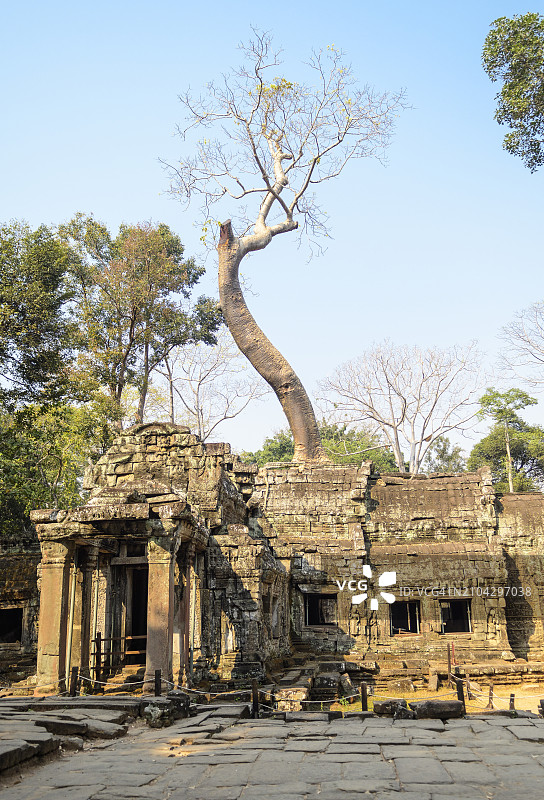 塔布笼寺的Gopura（入口）和木棉树，柬埔寨吴哥考古公园图片素材