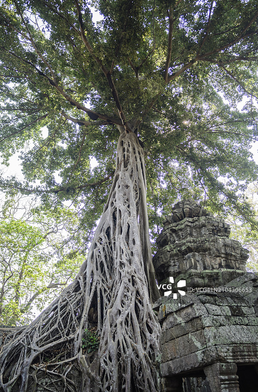 一棵巨大的无花果树，被称为古墓丽影树，吞没了柬埔寨吴哥考古公园塔布笼寺第一个围墙内画廊的一部分图片素材