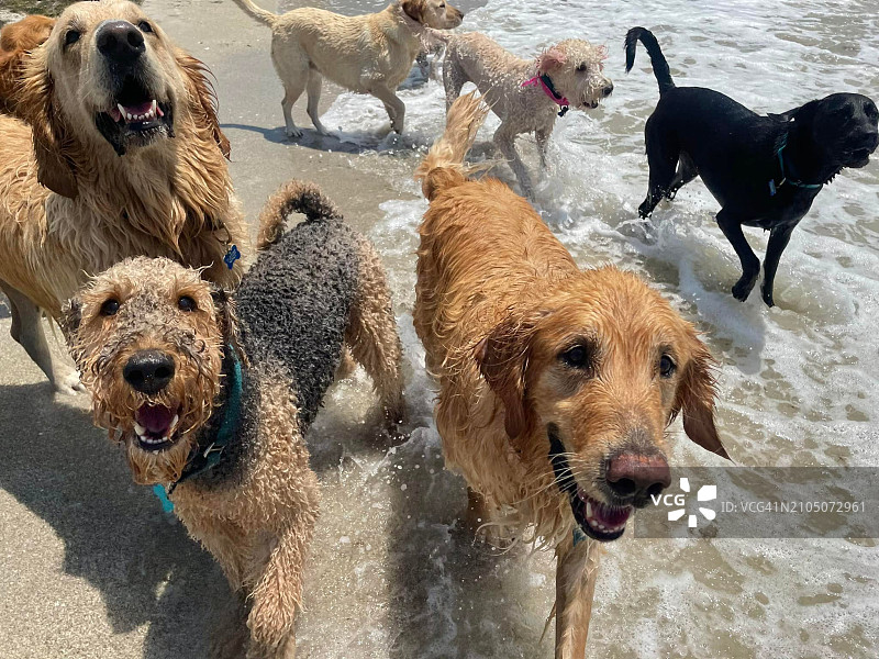 一群湿狗在美国佛罗里达州海浪中行走的特写图片素材