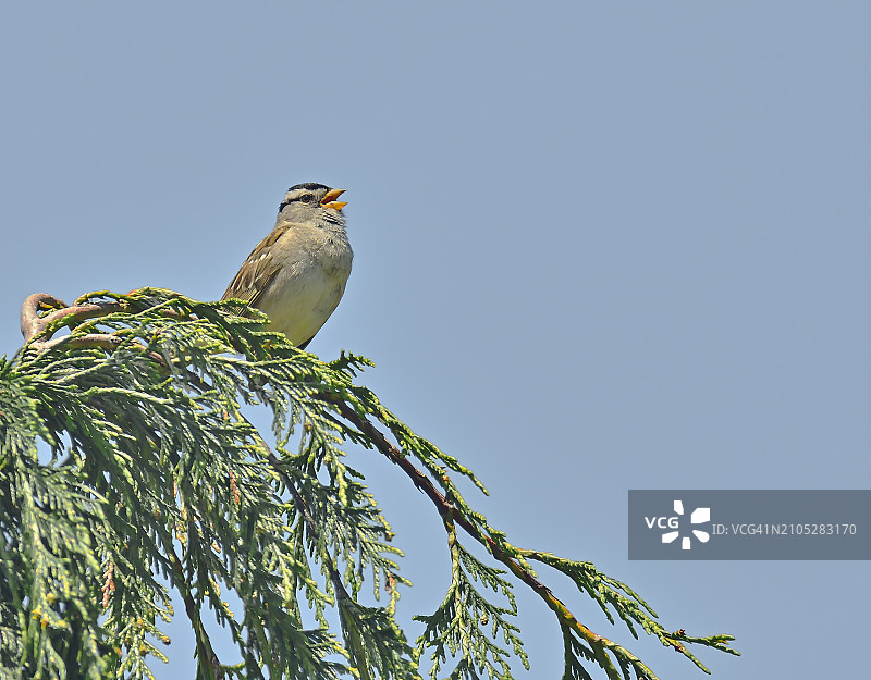 歌唱白冠麻雀图片素材