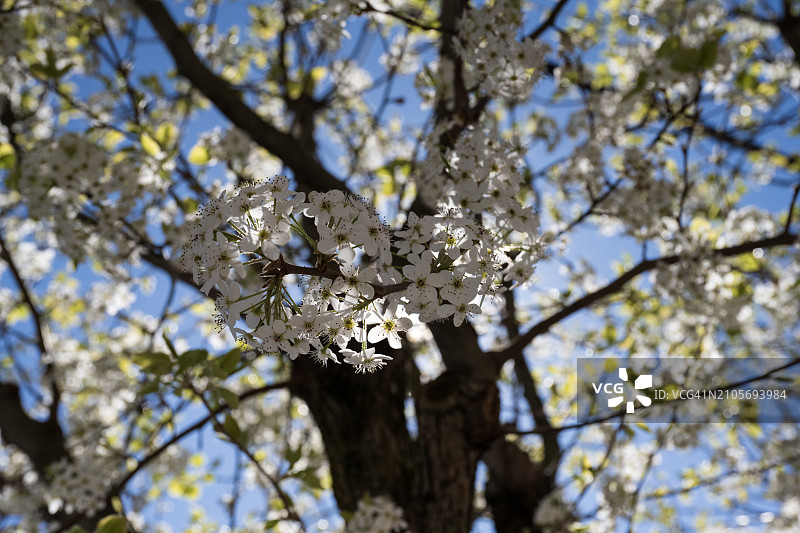 盛开的白色染井吉野樱图片素材
