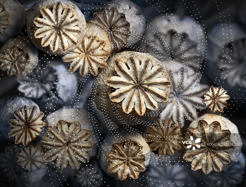 罂粟花图片素材