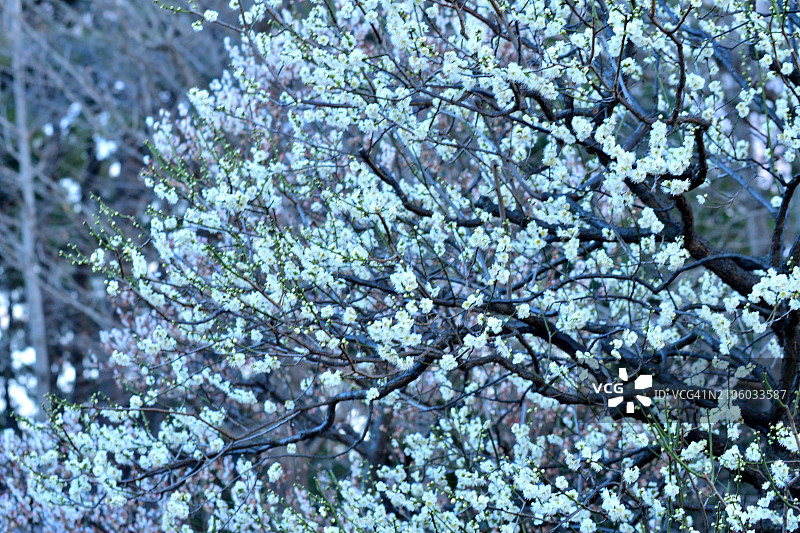 东京公园盛开的李花图片素材