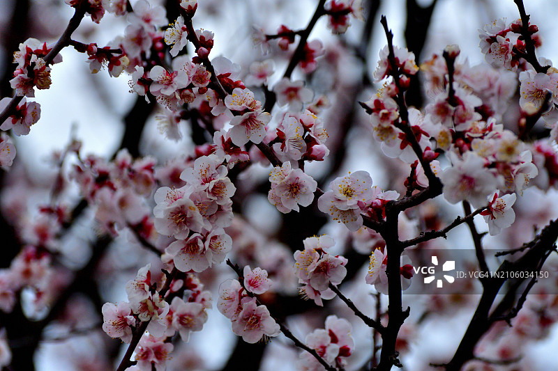 东京公园盛开的李花图片素材
