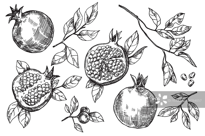 石榴果实和树叶素描矢量图，手绘雕刻风格图片素材