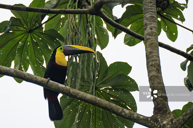 美丽的巨嘴鸟：栗喉巨嘴鸟栖息在哥斯达黎加的树上图片素材