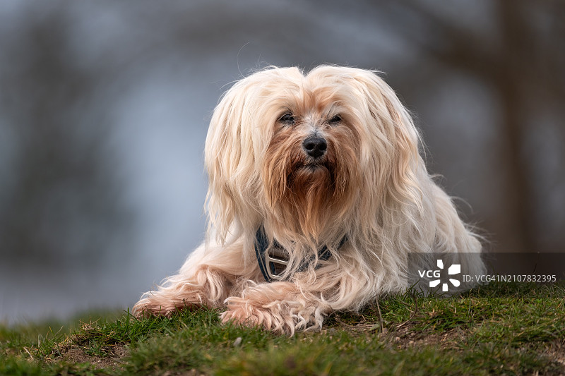 哈瓦那犬图片素材