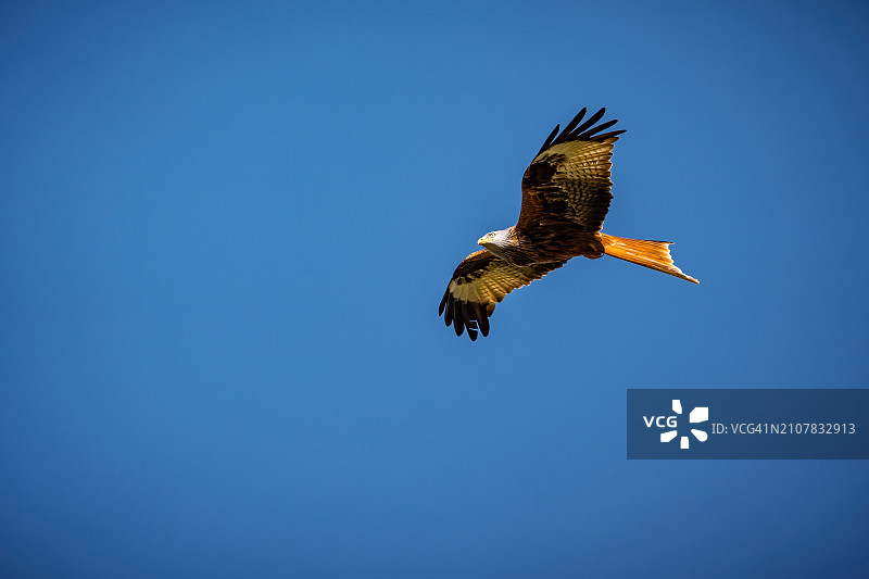 红色的风筝图片素材