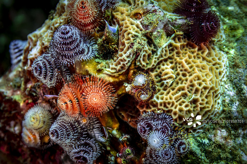 圣诞树管虫图片素材