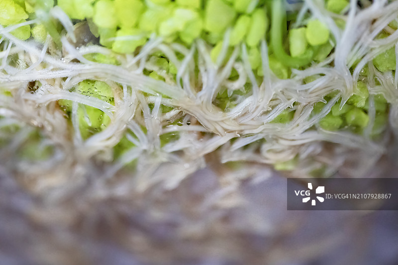 豆芽的根图片素材