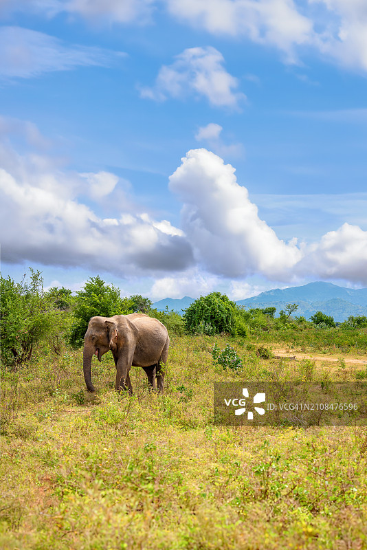 斯里兰卡乌达瓦拉韦国家公园的大象图片素材