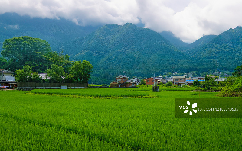 日本大分县由布院市的稻田景色图片素材