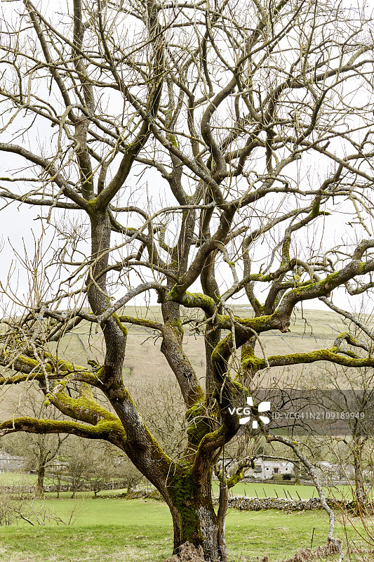 约克郡山谷冬末春初图片素材