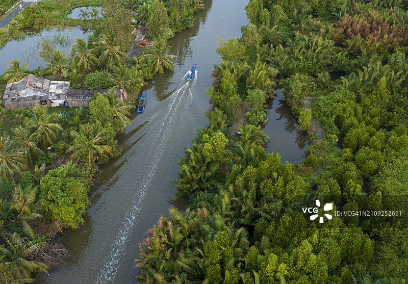 金瓯省湿地，运河两旁的尼帕棕榈树林图片素材