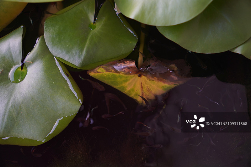 古比鱼图片素材