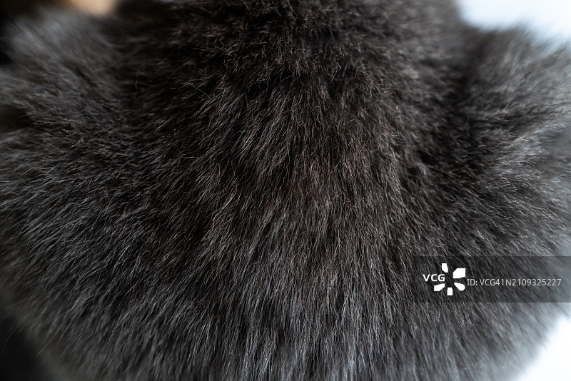 猫屁股上的毛图片素材