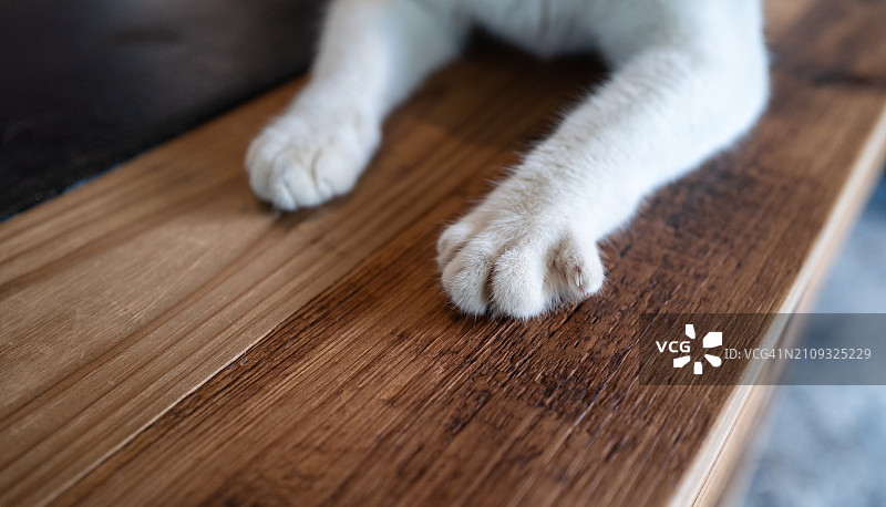 白色猫咪的前爪图片素材