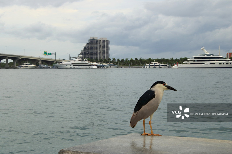 在迈阿密布里克尔的黑冠夜鹭图片素材